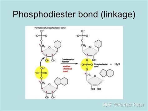 ADP和ATP的相互转化 腺苷二磷酸和腺苷三磷酸