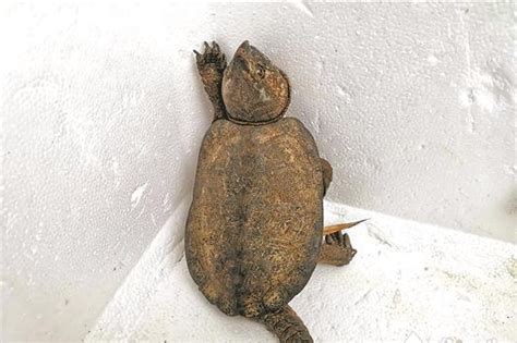 【高清组图】新疆艾比湖湿地发现国家一级保护动物四爪陆龟-天山网 - 新疆新闻门户