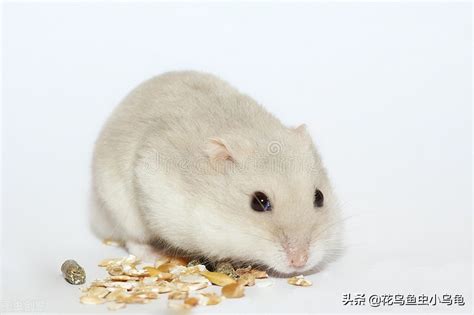 小仓鼠可以吃生小米吗-宠物网问答