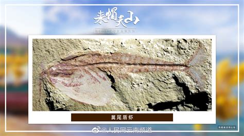 澄江帽天山古生物化石高清图片下载-正版图片501072738-摄图网