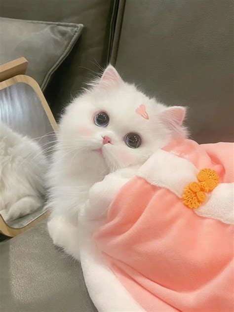 猫猫头像可爱甜美女生