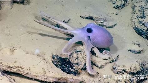 章鱼这种生物可怕到了什么程度？