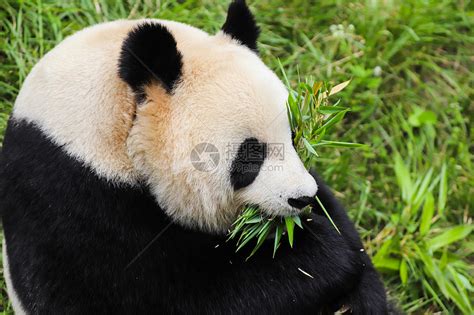 国宝大熊猫吃竹子高清图片下载-正版图片501653879-摄图网