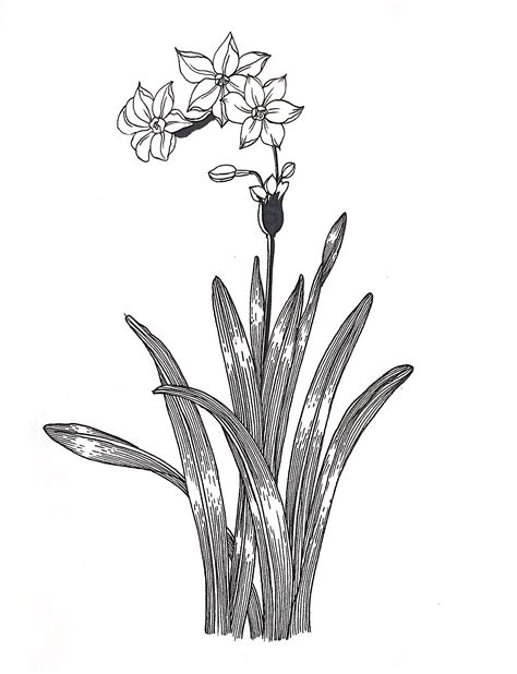 二月份的一些黑白植物线描|插画|创作习作|地主家也没有余粮 - 原创作品 - 站酷 (ZCOOL)