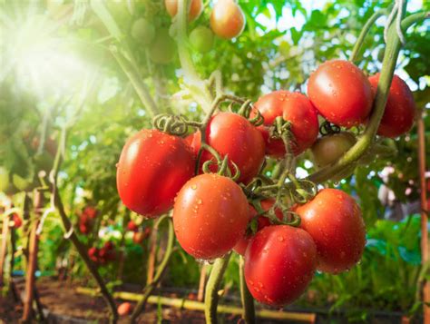 西红柿是什么季节的蔬菜 - 爱生活
