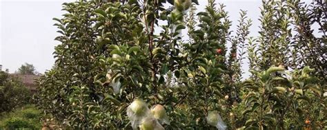 新疆适合种植什么果树-行业新闻-中国花木网
