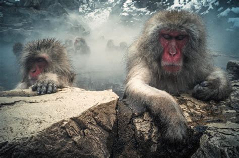 传说中的“水猴子”真的存在吗? 网上的水猴子照片都是什么动物?