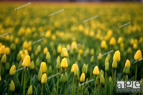 Yellow tulips as far as the eye can see, Stock Photo, Picture And ...
