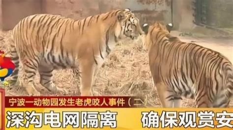 宁波老虎咬人事件最新展 一只老虎已经被击毙_山东频道_凤凰网