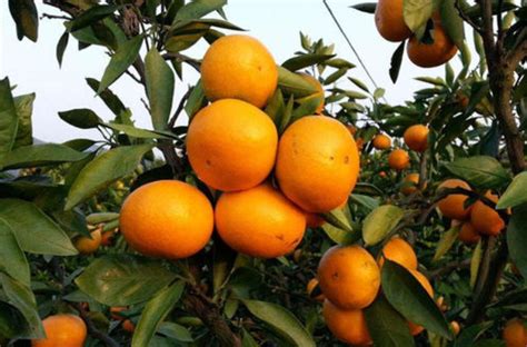 小柑橘树如何管理？ 小柑橘树管理方法了解一下|柑橘|如何-知识百科-川北在线