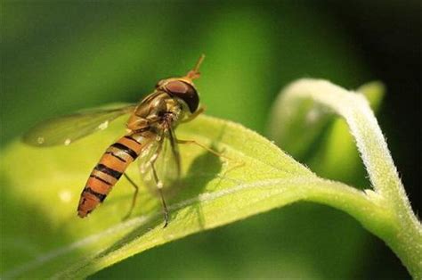 什么虫是益虫（盘点对人类有益的10种昆虫） – 碳资讯