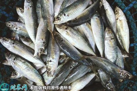 2023年鱼价格行情_鱼多少钱一斤 - 农产品价格 - 蛇农网