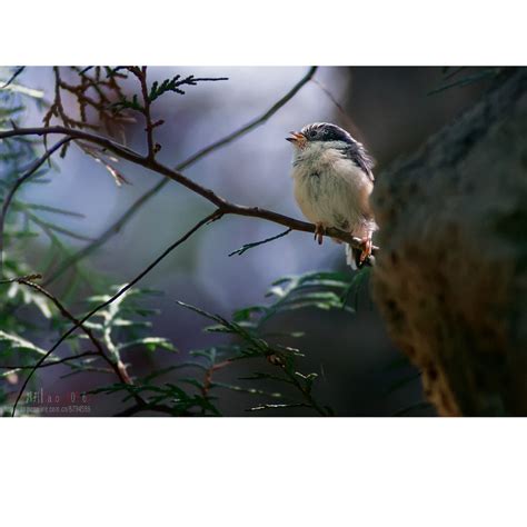 红头长尾山雀：湖北孝感朱湖国家湿地公园 - 江西林科网