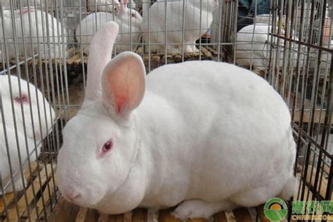盘点国内有名的地方兔子品种 - 惠农网
