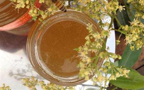 荔枝蜜的功效与作用及食用方法 - 蜂蜜种类 - 酷蜜蜂