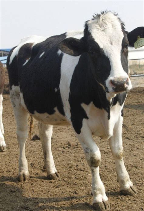 奶牛养殖场，改良架子牛多少钱，西门塔尔肉牛，奶牛养殖场-阿里巴巴