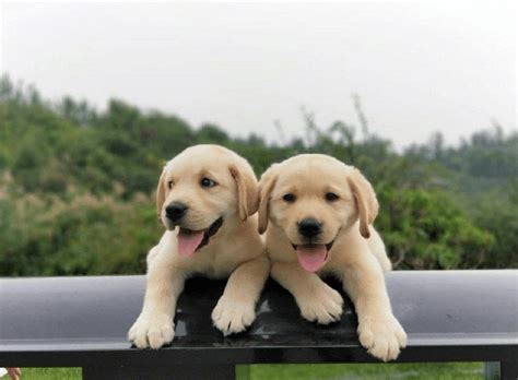 纯种拉布拉多犬幼犬狗狗出售 宠物拉布拉多犬可支付宝交易 拉布拉多犬 /编号10106700 - 宝贝它