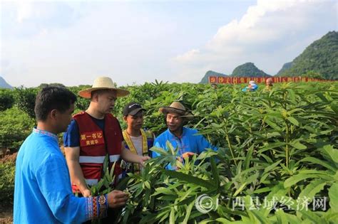 融安县：沙子村发展集体经济 推广种植五指毛桃产业 - 广西县域经济网