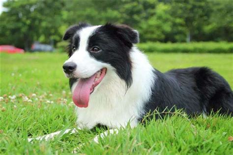 世界十大名犬排行榜：高加索犬上榜 圣伯纳瑞士国宝 - 动物之最