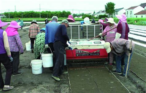 袁庄镇海丰艺园家庭农场60多名工人正在进行种稻育秧-如东县人民政府