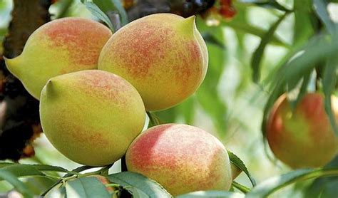 连平鹰嘴水蜜桃多少钱一斤？哪里可以买到正宗鹰嘴桃？