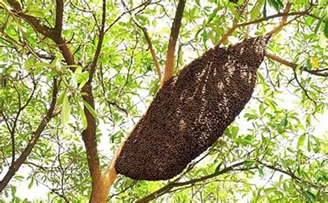 农村土蜜蜂高效养殖技术 - 养蜂技术 - 酷蜜蜂