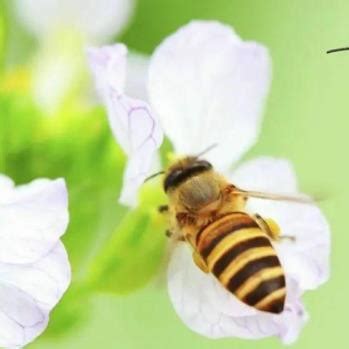 蜜蜂酿蜂蜜是为了什么？ - 蜜蜂知识 - 酷蜜蜂