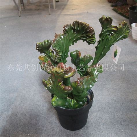 麒麟树图片