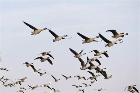 动物研究所揭秘鸟类迁徙路线形成原因和长距离迁徙关键基因 学术资讯 - 科技工作者之家