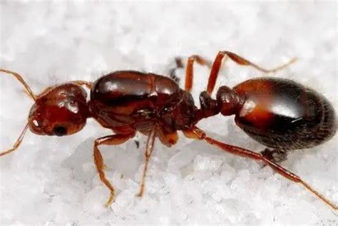 如何区分普通蚂蚁和红火蚁？遇到红火蚁该咋办？ - 知乎