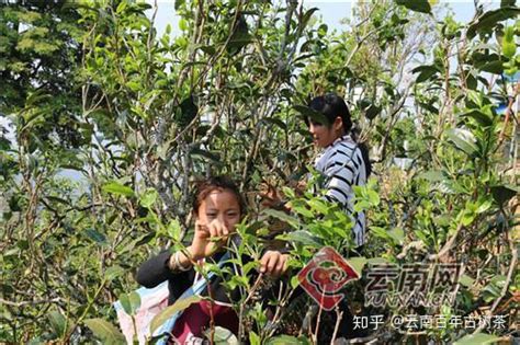 云南临沧边境百年古树茶便宜出售 - 知乎