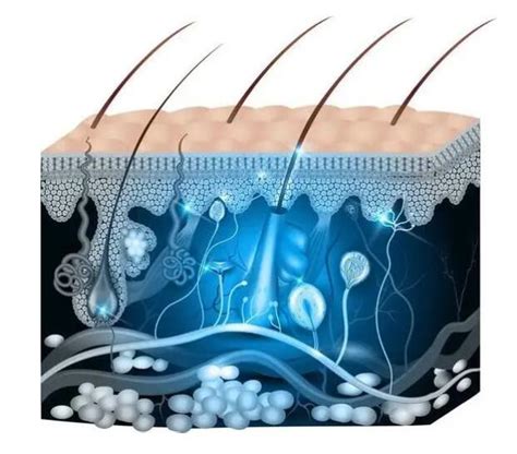 Cell Stem Cell｜毛囊真皮干细胞仅起到次要作用，它才是伤口愈合的主要推手！_生物探索