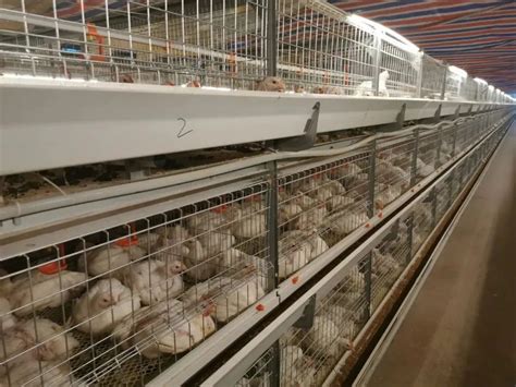 吉林阶梯式自动化养鸡设备明细「西平牧丰农牧设备供应」 - 水专家B2B