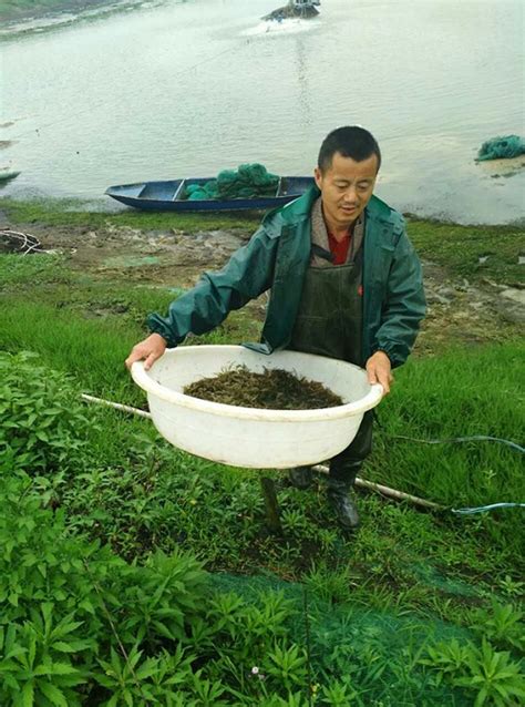 浙江兰溪市推广青虾养殖促渔业转型发展_虾类专题（青虾专题）_水产养殖网