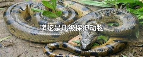 蟒蛇是几级保护动物，二级保护动物(2021年由一级转到了二级) — 久久经验网