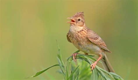 西溪湿地鸟类科普：第三期小云雀 - 中国自然保护区生物标本资源共享平台