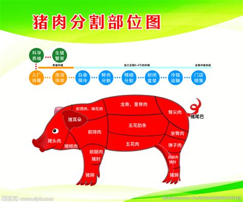 猪肉分割图图片