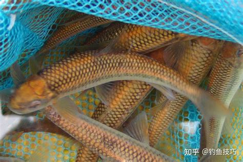 我国天南海北淡水鱼种类繁多，你都认识吗？看这些图就懂了（下）|淡水鱼|温水|天南海北_新浪新闻