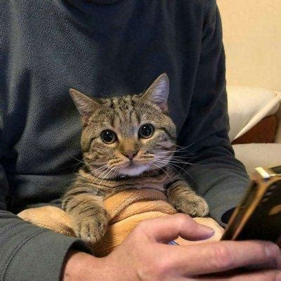 猫咪非主流头像男生