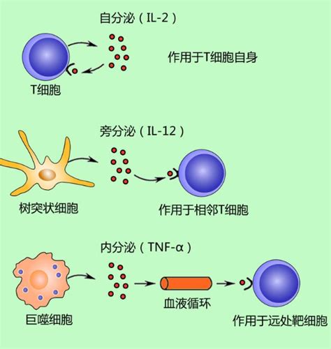 【Cell reports】研究揭示了T-bet在病毒感染后辅助性滤泡T细胞分化和生发中心功能中的关键作用_of