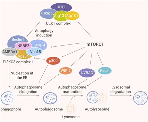 lncRNA-dependent mechanisms of androgenreceptor-regulated gene ...