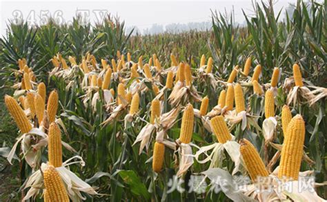 夏玉米品种前十名,蠡玉88玉米种介绍,超矮杆超高产玉米品种_大山谷图库