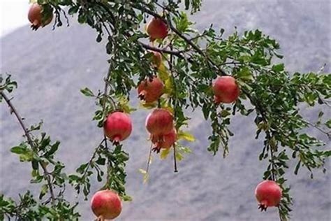 家里种植石榴树好吗(石榴树风水禁忌大全) - 轩鼎房屋图纸