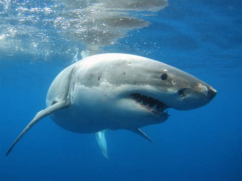 大白鲨,水平画幅,水下摄影摄影素材,汇图网www.huitu.com