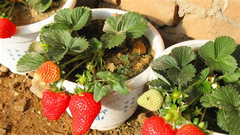 草莓移栽要注意什么？草莓死苗是什么原因？