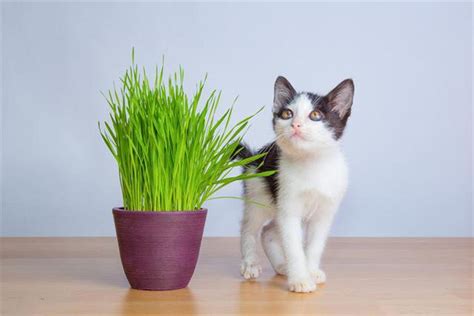 三个月小猫能吃猫草吗？ - 知乎