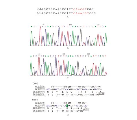 基因的检测和分析_挂云帆