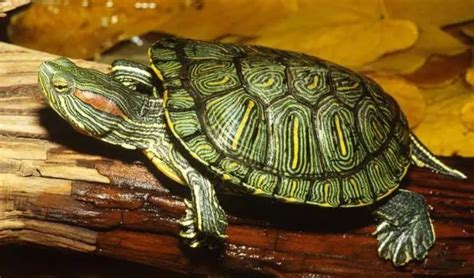 小乌龟动物学甲壳爬行动物速度生物宠物动物生物学耐力棕色高清图片下载-正版图片320549164-摄图网