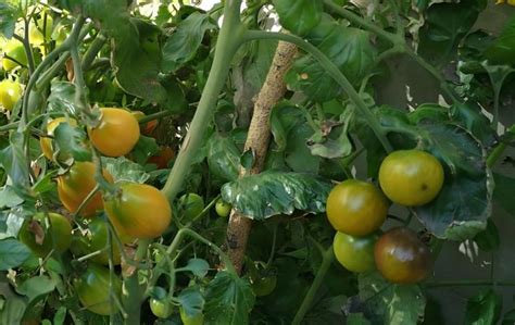 番茄的营养价值及功效与作用_健康大百科