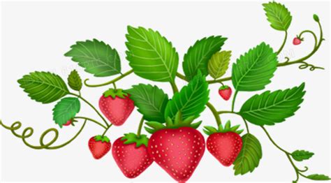 红色卡通草莓植物树叶图片免费下载_PNG素材_编号1l0i9k80r_图精灵